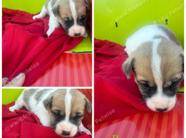 Stunning litter of Jack Russell puppies