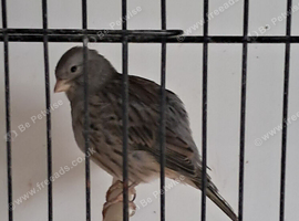 Fife canaries