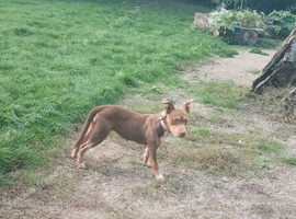 9month old female