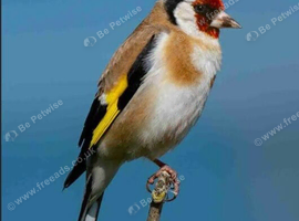 Looking for goldfinch cock