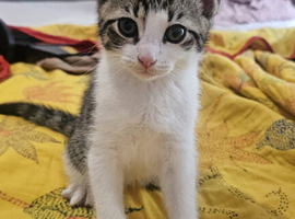 Adorable female kitten
