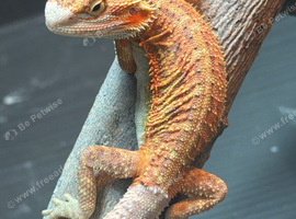 Red monster bearded dragons