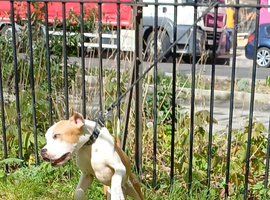 Staffordshire bull terriers puppy