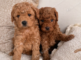 Beautiful Poochon Puppies
