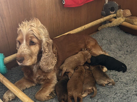 Beautiful Cockapoo F1 Pups