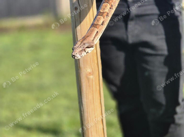 Red tail boa female