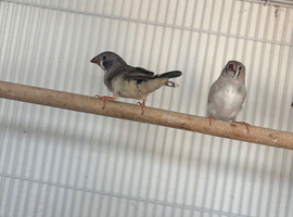 3 zebra finches for new home