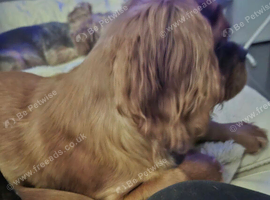 King Charles Cavalier Puppies Ready Now