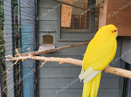 Various Kakariki