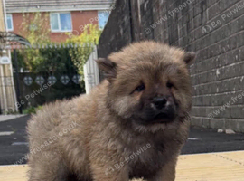REDUCED  3 KC REGISTERED CHOW CHOW PUPPIES &ndash; CARDIFF