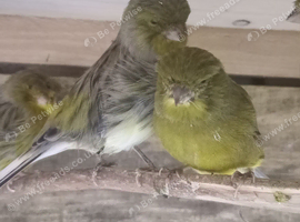 Glocester pair canaries