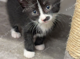 Tuxedo baby