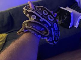 Ball python