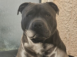 Bear the stud