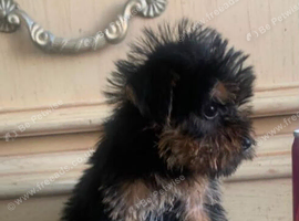 Yorkshire terrier x Cairn terrier yorkie