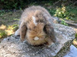 Stunning pure bred mini lop baby rabbits