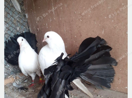 Black tailmark fantail doves permanently erected tails