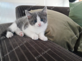 Stunning Grey and White Kitten