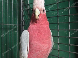 Male glaha