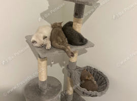 Pedigree Gccf British shorthair