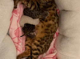 Exceptional Pure TICA Reg Bengal Kittens