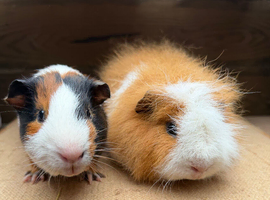 Gorgeous boys looking for loving home