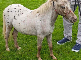 Miniature yearling spot colt
