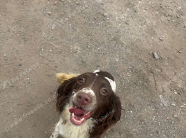 English springer spaniels