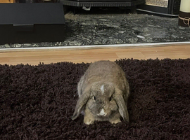 mini lop female rabbit