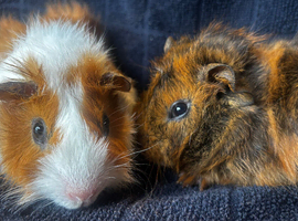 Beautiful boy +more ready 2 reserve