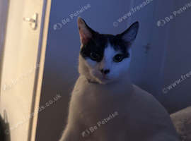 Two Loving Cats looking for a new home!