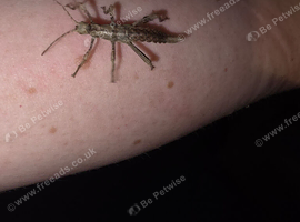 4 baby jungle nymphs