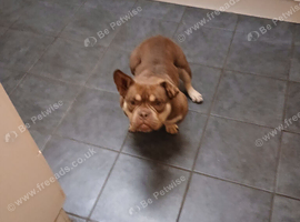 luna