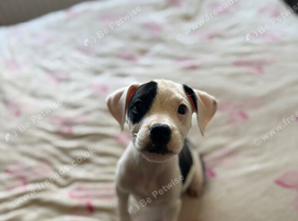 Female terrier