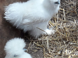 Silkie pullets