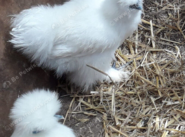 Silkie pullets 18weeks