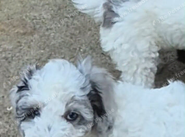 Last male cockapoo