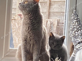 Gorgeous litter of brave bold bundles of mischief