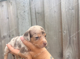 09/08/26 Beautiful litter of chocolate dapple miniature dachshund x chihuahua chiweenies (Merle)
