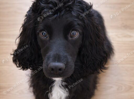 Rehome Female Cocker Spaniel