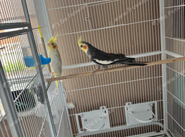 Pair of proven cockatiels with large cage