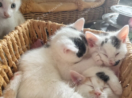 5 beautiful kittens