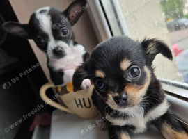 Baby teacup chihuahuas both full breed