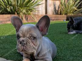 French bulldog puppies Kennel Club registered