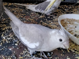Whiteface cockatiel