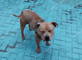 Staffordshire Bull Terrier (Sasha) - free to good home