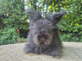 STUNNING MAXI FULL FACE ANGORA BABIES