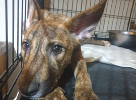Dutch shepherd x staffy
