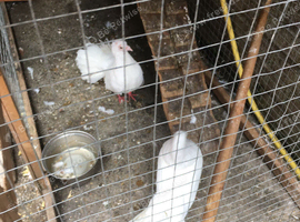 Fantail doves