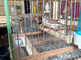 2026 Zebra Finches for sale